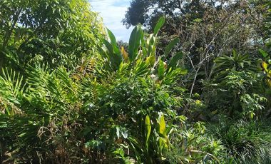 Excelente oportunidad de finca Cafetera produciendo.