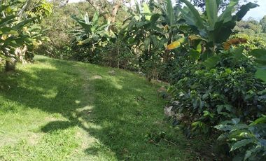 Excelente oportunidad de finca Cafetera produciendo.