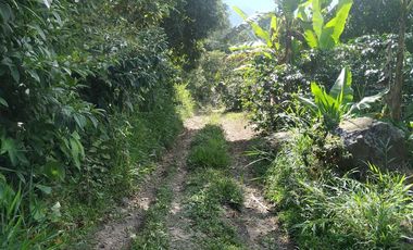 Excelente oportunidad de finca Cafetera produciendo.