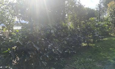 Excelente oportunidad de finca Cafetera produciendo.