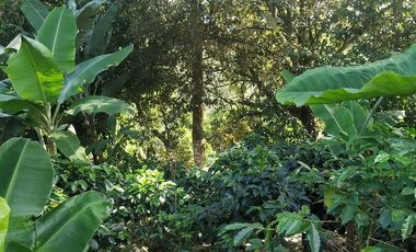 Excelente oportunidad de finca Cafetera produciendo.