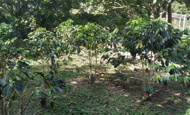 Excelente oportunidad de finca Cafetera produciendo.