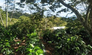Excelente oportunidad de finca Cafetera produciendo.
