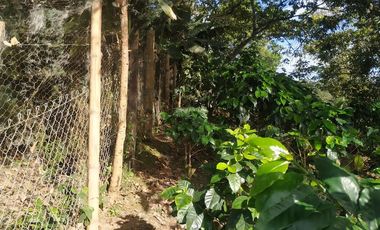 Excelente oportunidad de finca Cafetera produciendo.
