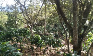 Excelente oportunidad de finca Cafetera produciendo.