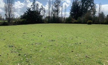Sector Barros Arana costa 22 km de Freire , terreno Mapuche