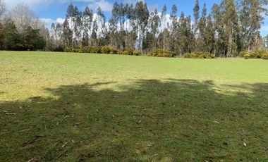 Sector Barros Arana costa 22 km de Freire , terreno Mapuche