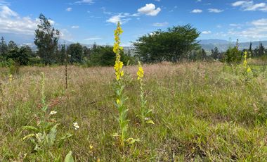 VENTA DE TERRENO EN PUEMBO - CERCANO AL CLUB ARRAYANES