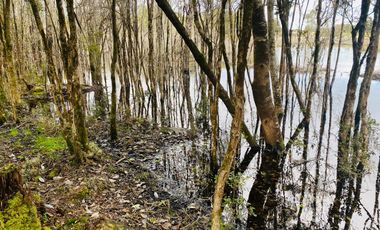 V 1581-LR-Vendo 3 Parcelas  en Colaco  -Calbuco