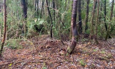 V 1582-LR-Vendo Parcelas  en Maullín