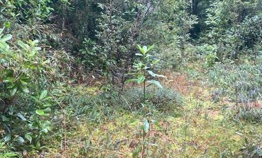 V 1582-LR-Vendo Parcelas  en Maullín