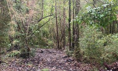 V 1582-LR-Vendo Parcelas  en Maullín