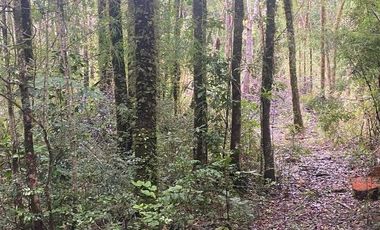 V 1582-LR-Vendo Parcelas  en Maullín