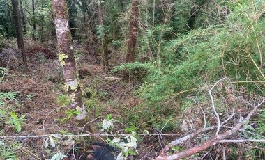 V 1582-LR-Vendo Parcelas  en Maullín