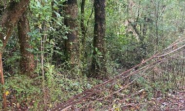 V 1582-LR-Vendo Parcelas  en Maullín