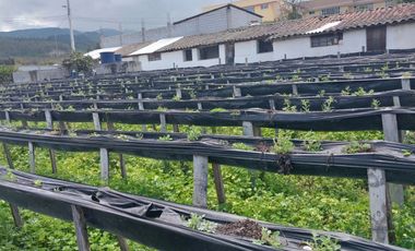 TERRENO EN VENTA ASCÁZUBI – CAYAMBE 2.880 M2