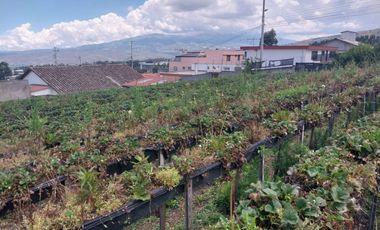 TERRENO EN VENTA ASCÁZUBI – CAYAMBE 2.880 M2