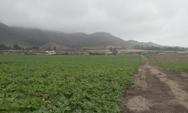 VENDO 1 HA. A 15 MIN MEGAPUERTO DE CHANCAY. LIMA