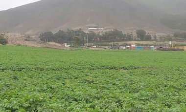 VENDO 1 HA. A 15 MIN MEGAPUERTO DE CHANCAY. LIMA