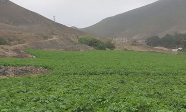 VENDO 1 HA. A 15 MIN MEGAPUERTO DE CHANCAY. LIMA