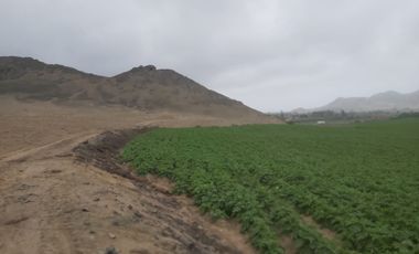 VENDO 1 HA. A 15 MIN MEGAPUERTO DE CHANCAY. LIMA