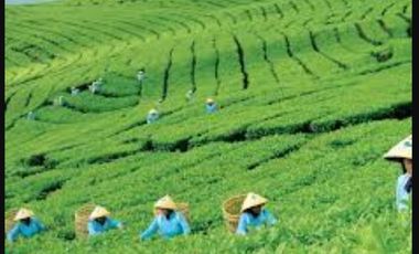 Dijual Villa Ciater Highland Resort Lembang Sari Ater View TangkubanPerahu Bandung Lokasi Super Strategis Cocok untuk Investasi