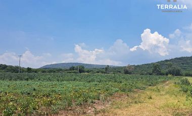 Rancho terreno en Venta de 16.2 hectáreas en La Griega