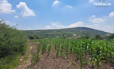 Rancho terreno en Venta de 16.2 hectáreas en La Griega