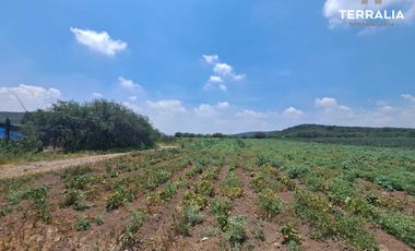 Rancho terreno en Venta de 16.2 hectáreas en La Griega