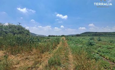 Rancho terreno en Venta de 16.2 hectáreas en La Griega