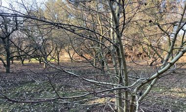 Venta Parcela 5000m2 Colonia Alemana Peñaflor