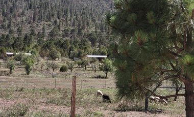 Cabaña en Venta en la Sierra de Arteaga, Coahuila a 4.2 km del Pueblo Mágico de Los Lirios