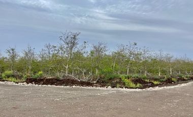 Venta Parcela 5000m2 Martina I, Lonquen
