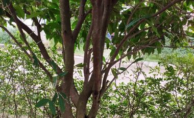 House and Lot for Sale in Aduna Danao - Aduna Beach Villa, Guinsay, Danao City Cebu