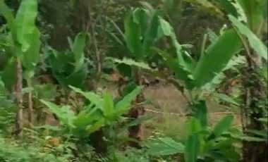 2 Ha Tanah Kebun Untuk Peternakan Ayam, Sarimukti, Cipatat, Bandung Barat.