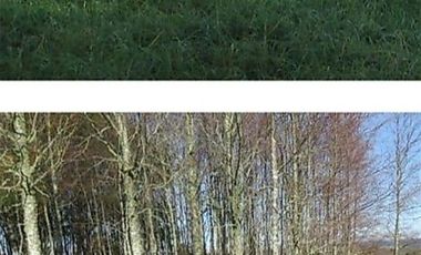 TERRENO DE 5 HECTÁREAS EN LA COMUNA DE PAILLACO