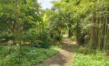 Peaceful Cottage amongst the trees for sale in Pai