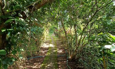 Peaceful Cottage amongst the trees for sale in Pai