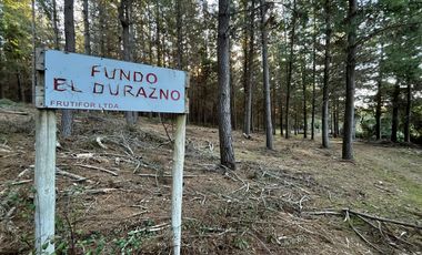 Se vende 90,5hás planas con agua, uso agricola y forestal, Molina