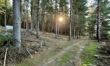 Se vende 90,5hás planas con agua, uso agricola y forestal, Molina