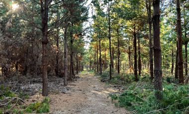 Se vende 90,5hás planas con agua, uso agricola y forestal, Molina