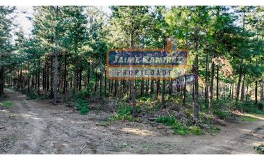Se vende 90,5hás planas con agua, uso agricola y forestal, Molina