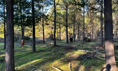 Se vende 90,5hás planas con agua, uso agricola y forestal, Molina