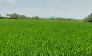 TARAPOTO - VENDO TERRENO RURAL 8,000 M² CERCA AEROPUERTO