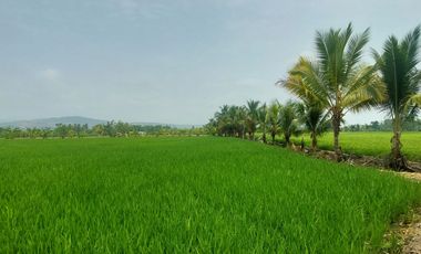 TARAPOTO - VENDO TERRENO RURAL 8,000 M² CERCA AEROPUERTO