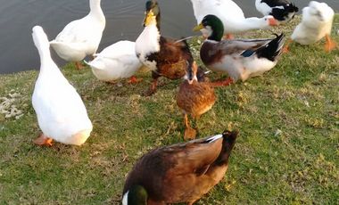 CASA NUEVA EN VENTA EN EL CAMPESTRE RESIDENCIAL