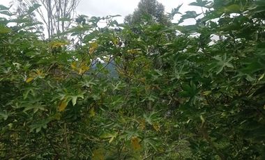 ESPECTACULAR PROYECTO EN GUAYATA.