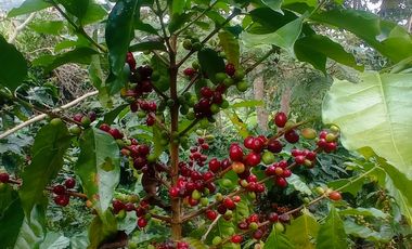 ESPECTACULAR PROYECTO EN GUAYATA.