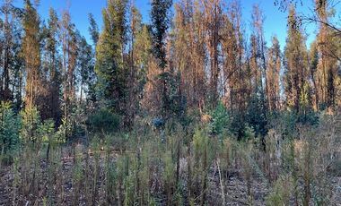 Venta de Terreno de 7.9 Hectáreas en Naltahua, Isla de Maipo.