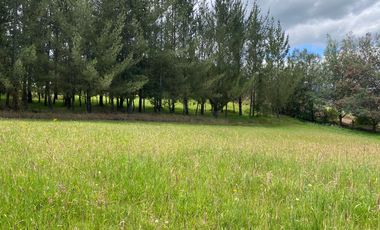 CAYAMBE, 3 HECTAREAS, SECTOR CAPULISPAMBA,IDEAL PARA PLANTACION DE FLORES $200.000,00